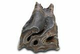 Fossil Woolly Rhino (Coelodonta) Tooth - Siberia #292588-1